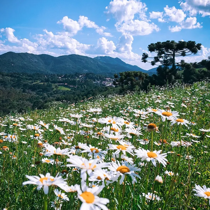 Campo de margaridas com araucária e vista das montanhas de Monte Verde MG, região da Pousada Maple