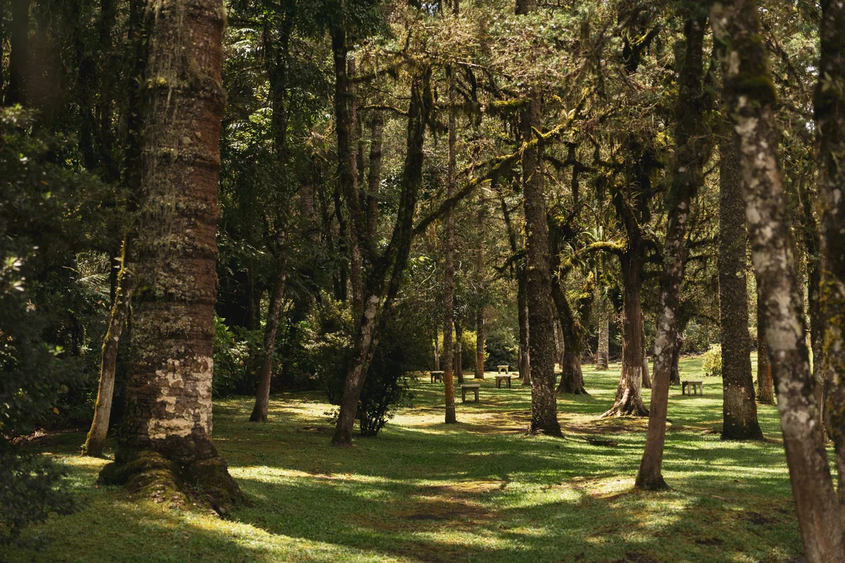 Bosque de araucárias em Monte Verde MG em manhã fria de inverno na Serra da Mantiqueira