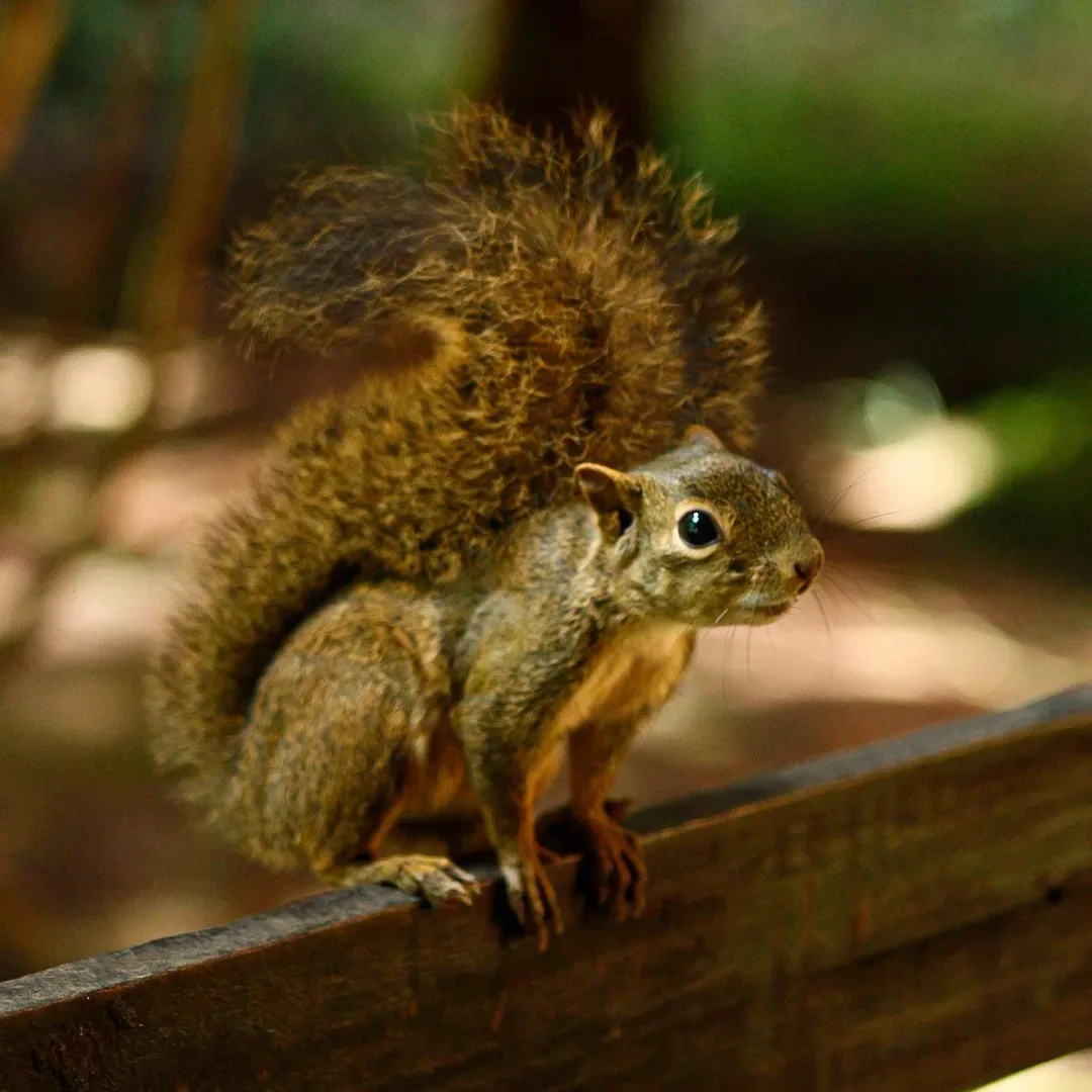 Esquilo da fauna local da Mata Atlântica na Serra da Mantiqueira em Monte Verde MG