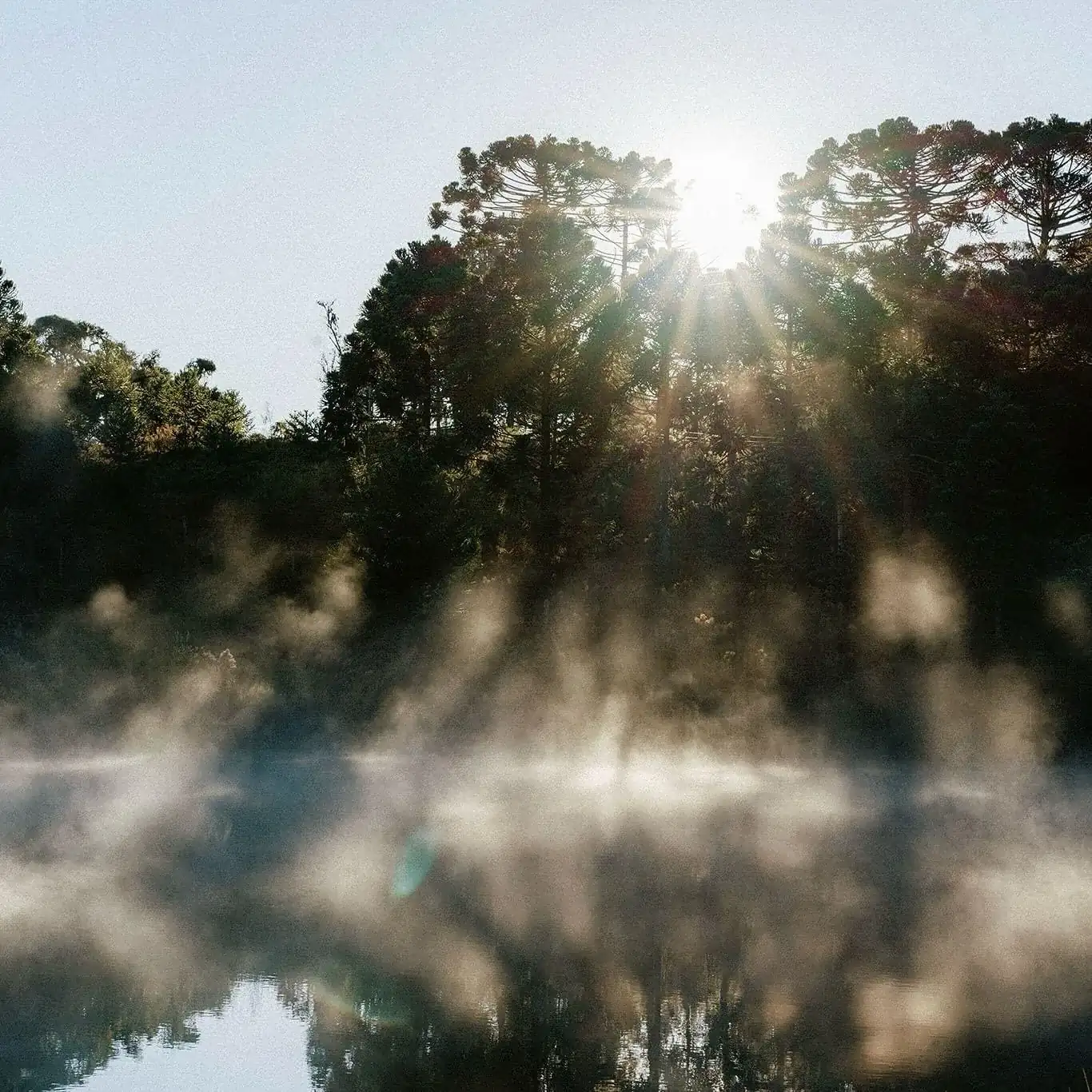 Lago com neblina ao amanhecer entre araucárias em Monte Verde MG, clima de inverno