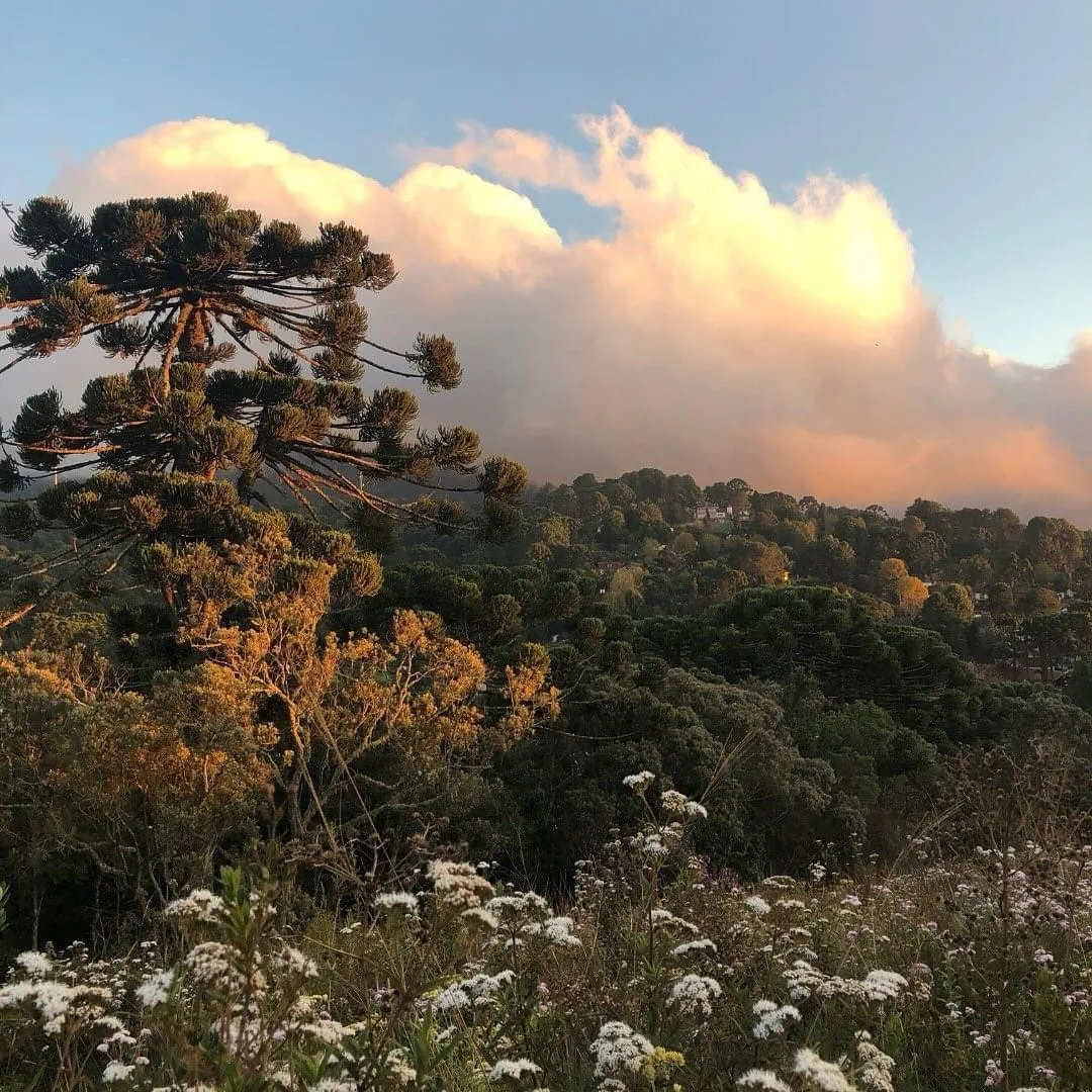 Pôr do sol entre araucárias e montanhas da Serra da Mantiqueira em Monte Verde MG